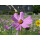 Blumenwiese "Bienen" 7m²